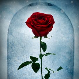 Beauty and the Beast Rose