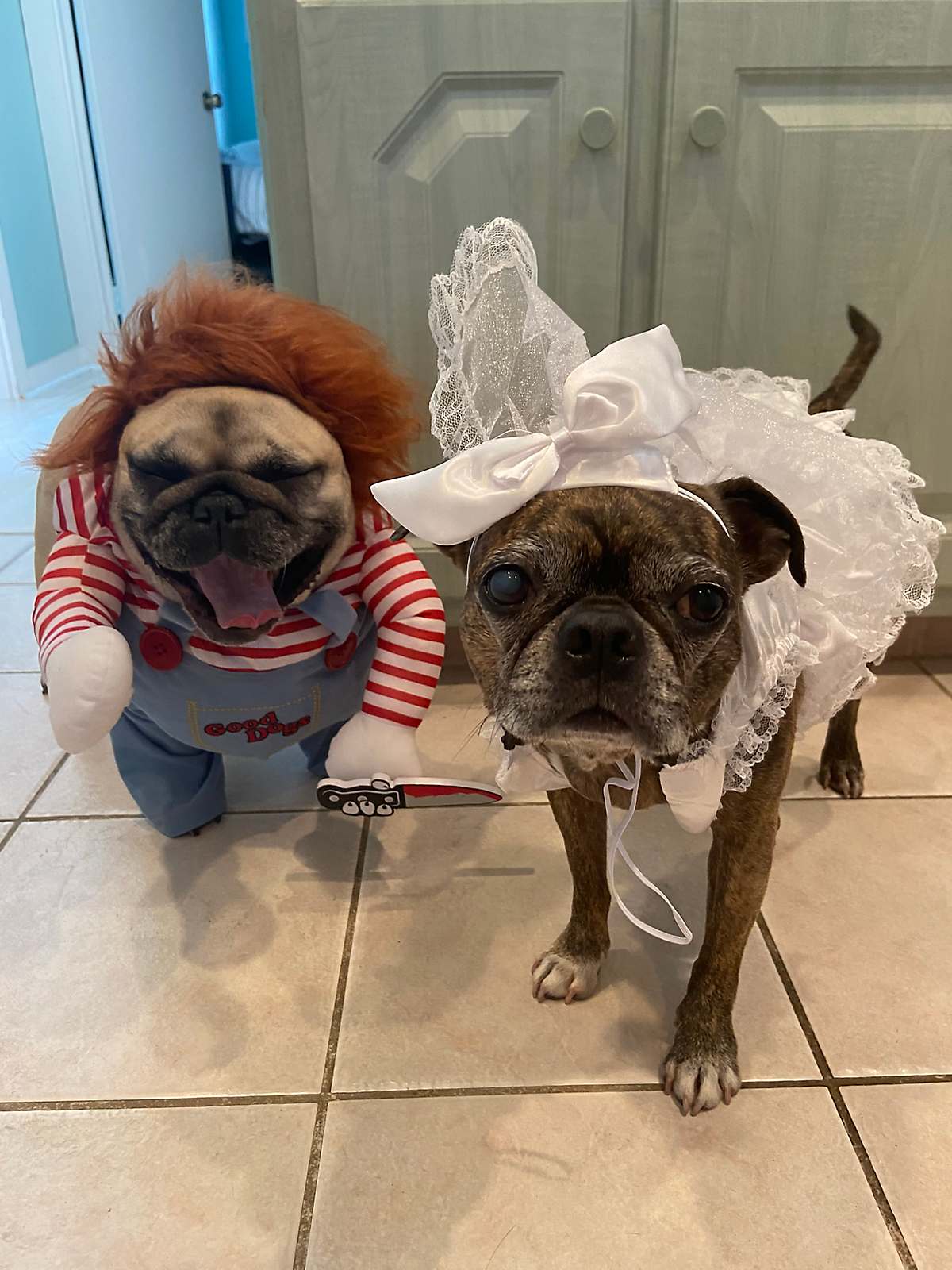 French bulldog and Boston terrier/half pug mix dressed in pet costumes as Chucky and Tiffany 