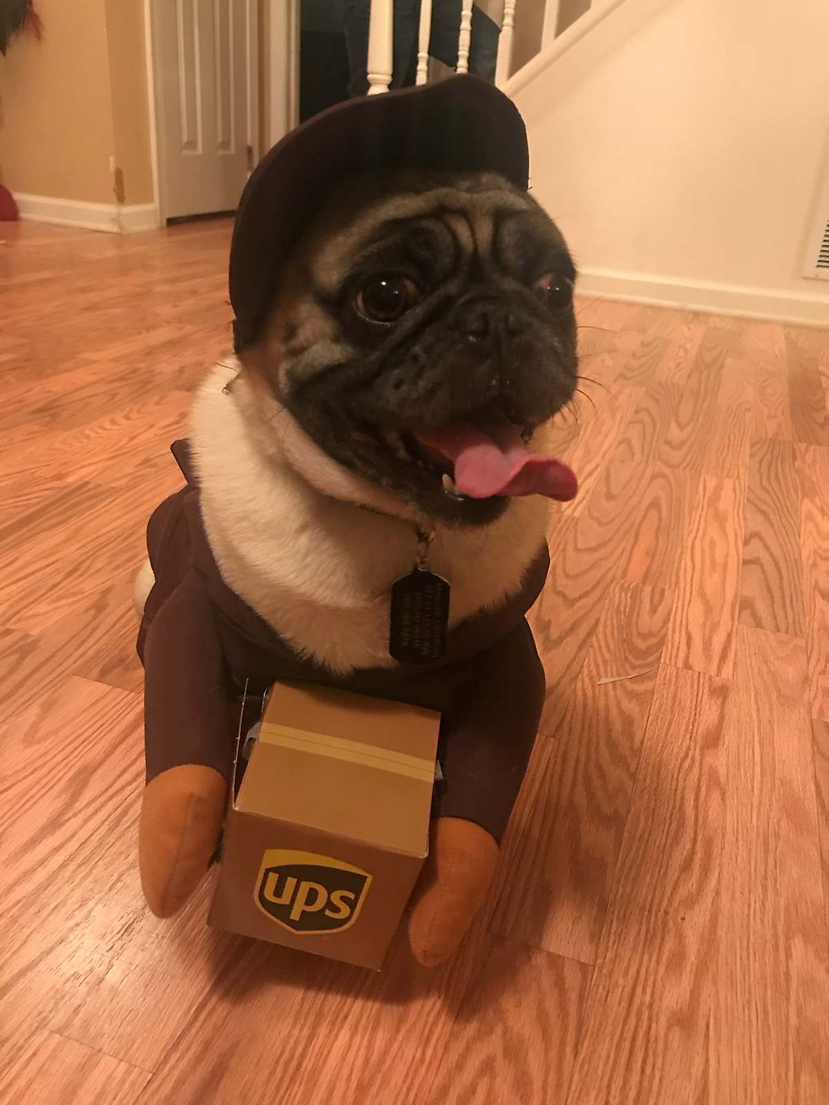 Pug dressed in pet costume as UPS driver