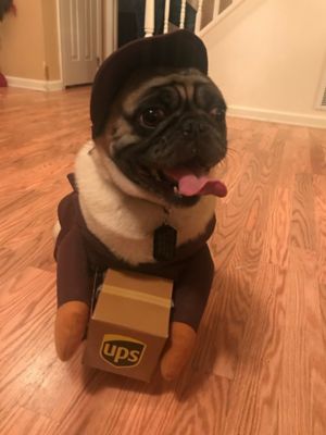 Pug in shop ups costume