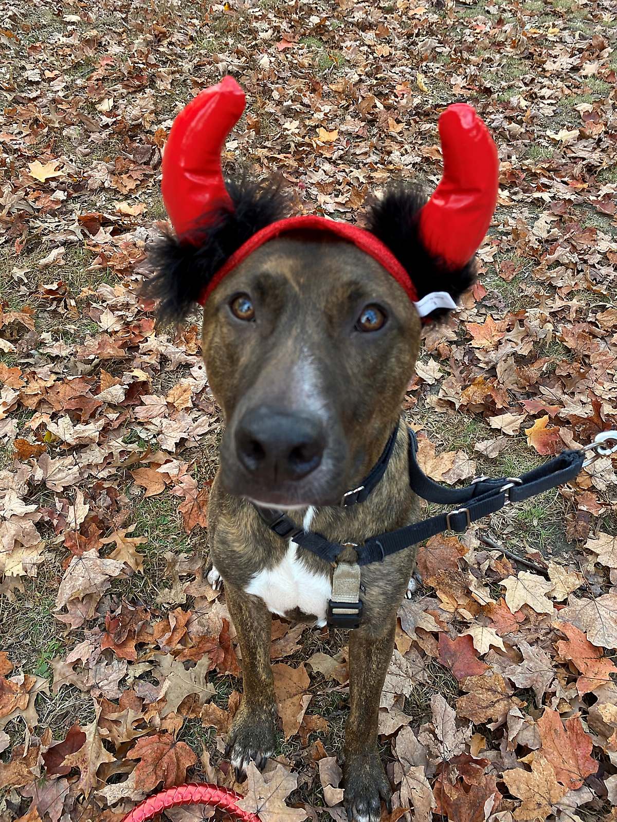 Mountain Cur mix dog dressed wearing red devil ears