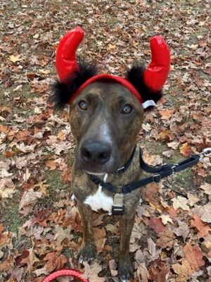 Meet Our Pets on National Pet Day - Spirit Halloween Blog