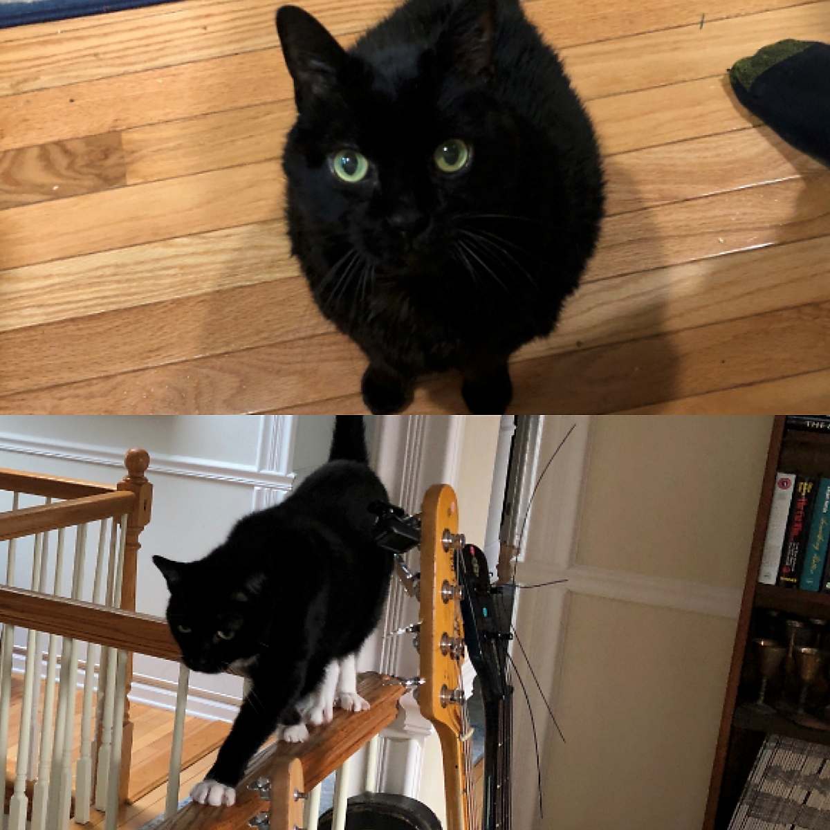 A black cat sitting on the floor looking up and a black cat crawling along a banister
