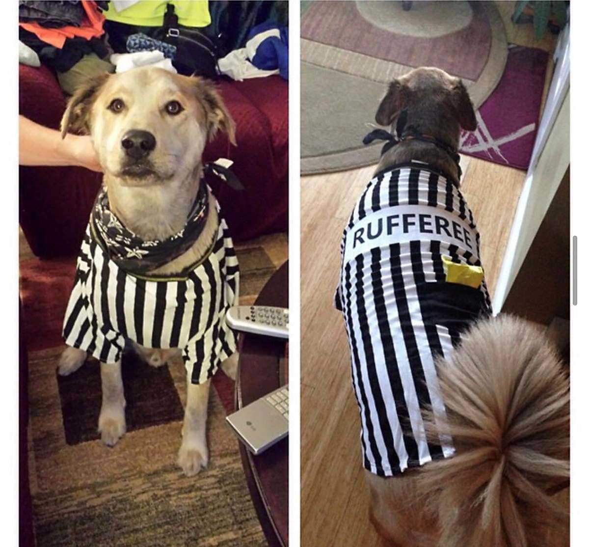Lab/chow mix dog dressed in referee pet costume