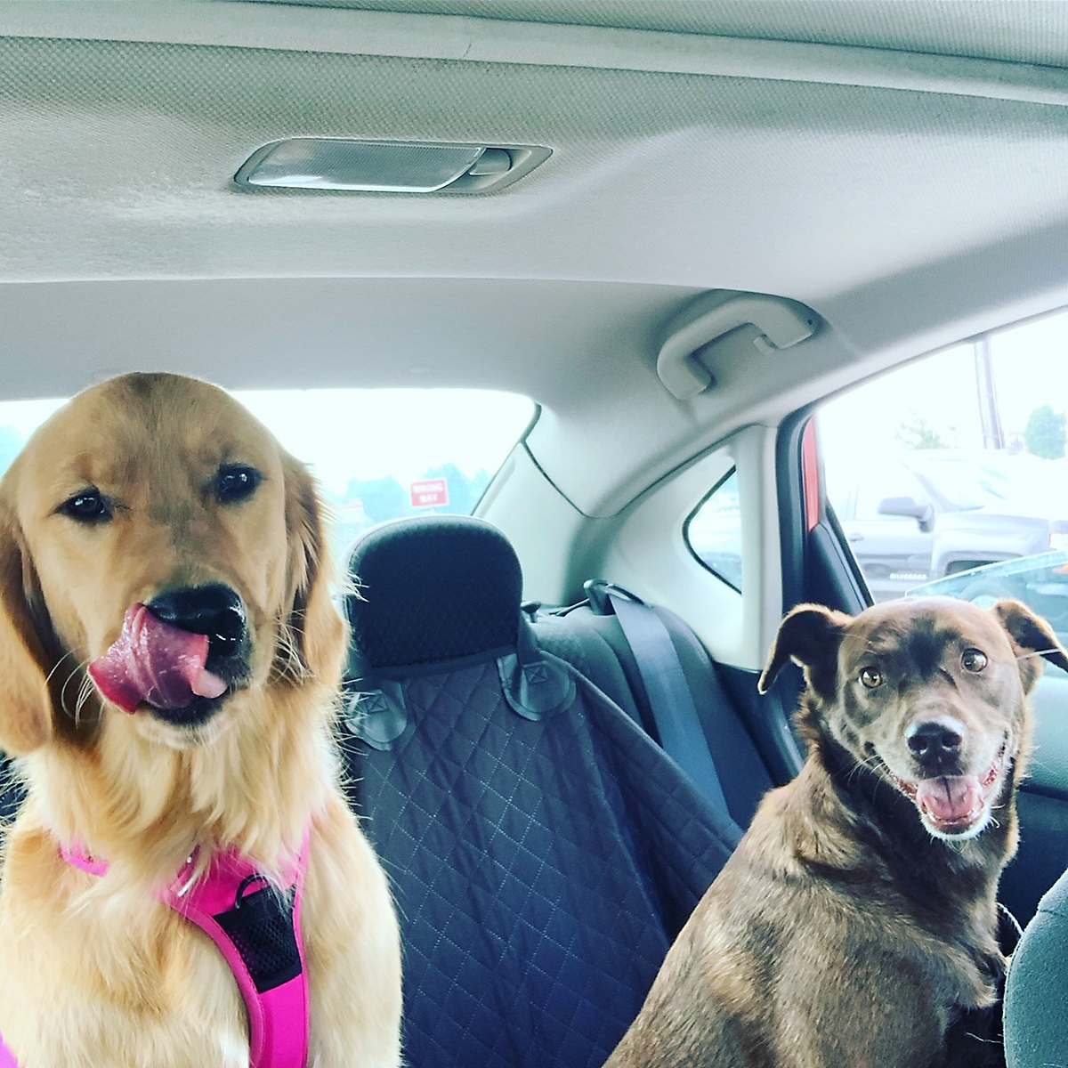 Golden retriever and Aussie mix dogs in a car