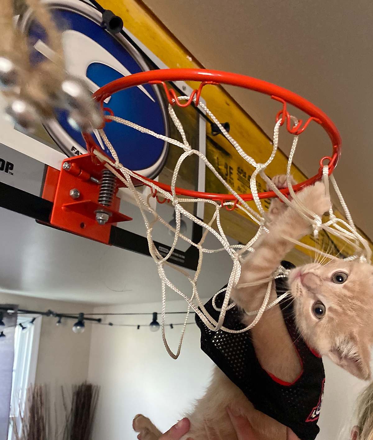 Orange tabby cat playing basketball