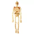 5 Ft Realistic Skeleton - Decorations at Spencer's