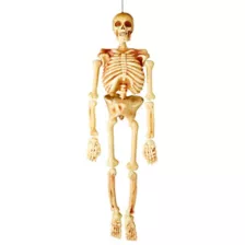 5 Ft Realistic Skeleton - Decorations at Spencer's