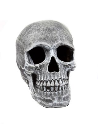 Large Skull