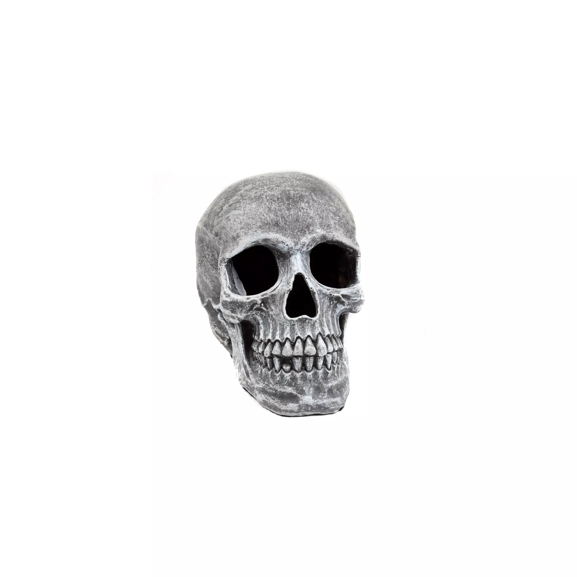 Large Realistic Skull Prop at Spirit Halloween