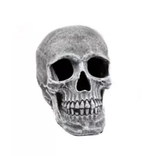 Large Realistic Skull Prop at Spirit Halloween