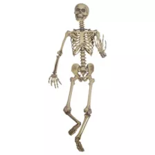 5 Ft Poseable Skeleton at Spirit Halloween