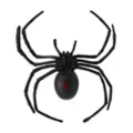 6 Inch Black Widow Spider at Spirit Halloween