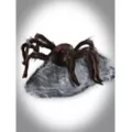 21 In LED Brown Jumping Spider Animatronic at Spirit Halloween