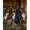 2 Ft 7 In Cerberus Three Headed Dog Animatronic at Spirit Halloween