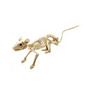 16 in Mini Skeleton Rat - Decorations - Spirithalloween.com
