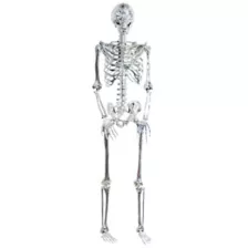 5 Ft Poseable Light-Up Chrome Skeleton - Decorations at Spirit Halloween