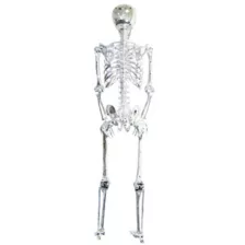 5 Ft Poseable Light-Up Chrome Skeleton - Decorations at Spirit Halloween