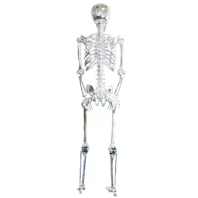 5 Ft Poseable Light-Up Chrome Skeleton - Decorations at Spirit Halloween