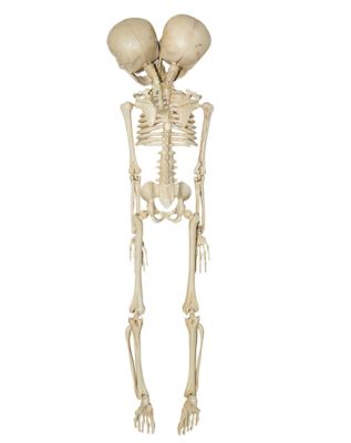 20 Inch Two-Headed Skeleton