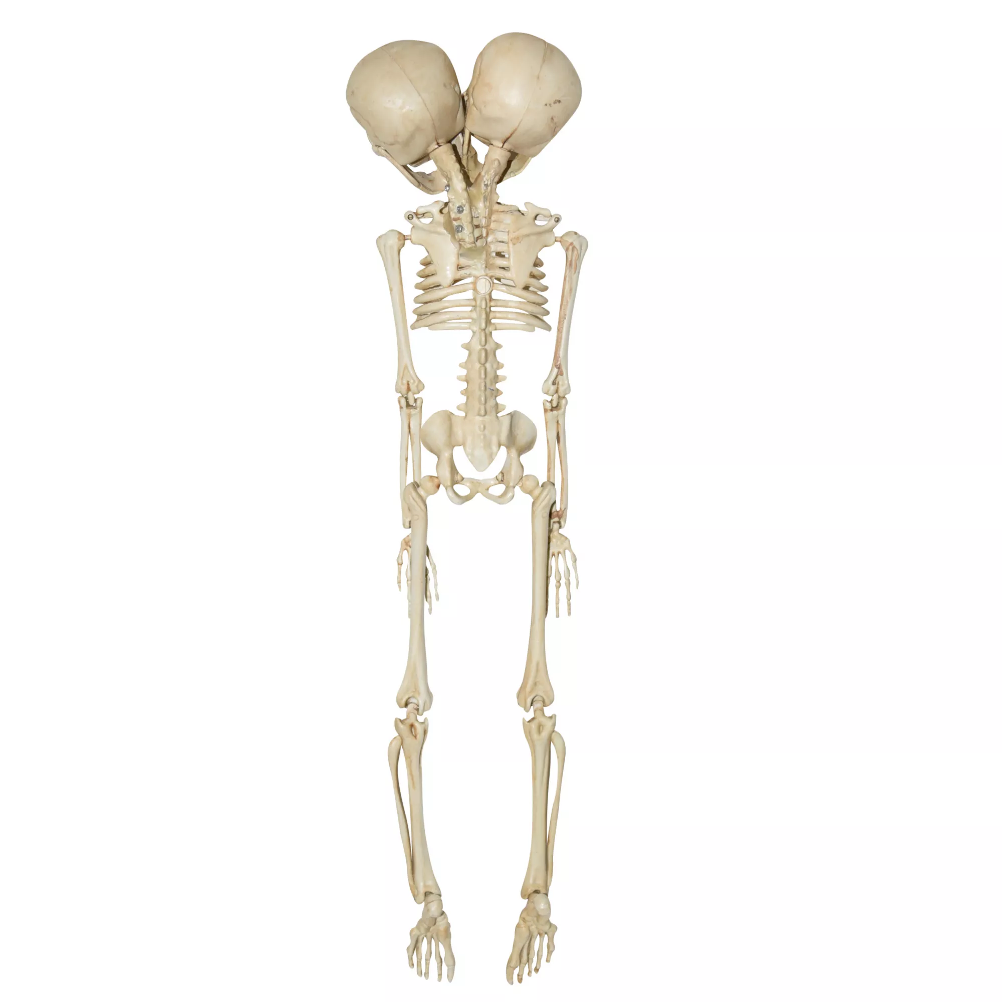 20 Inch Two-Headed Skeleton at Spirit Halloween