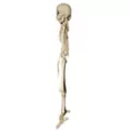 20 Inch Two-Headed Skeleton at Spirit Halloween