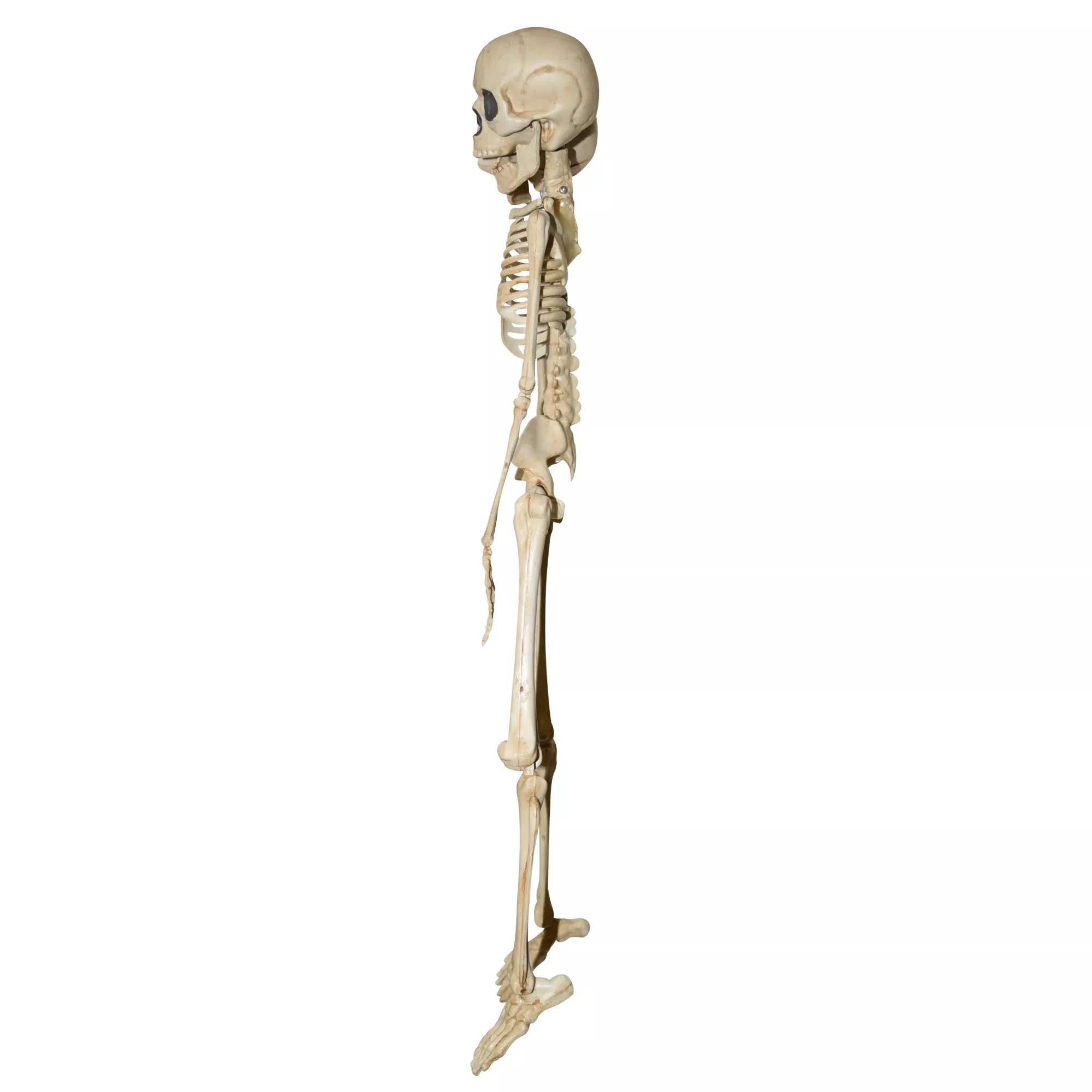 20 Inch Two-Headed Skeleton at Spirit Halloween