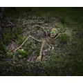 Light-Up Skeletal Remains Groundbreaker at Spencer's