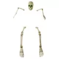 Light-Up Skeletal Remains Groundbreaker at Spencer's