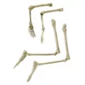 Light-Up Skeletal Remains Groundbreaker at Spencer's