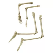 Light-Up Skeletal Remains Groundbreaker at Spencer's