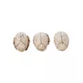 3 Inch Mini Skull Trio - Decorations at Spirit Halloween