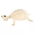 Skeleton Turtle - Decorations at Spirit Halloween
