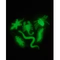 Glow In The Dark Critters at Spencer's