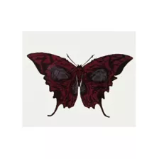 Butterfly Skull Temporary Tattoo at Spirit Halloween