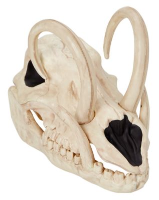 Boar Skull