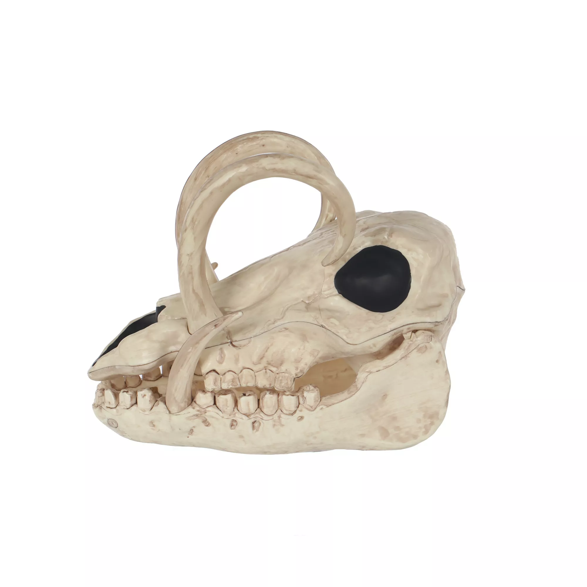 Boar Skull at Spirit Halloween
