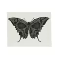 Moth Butterfly Temporary Tattoo at Spencer's