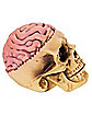 Skull with Brain Decoration