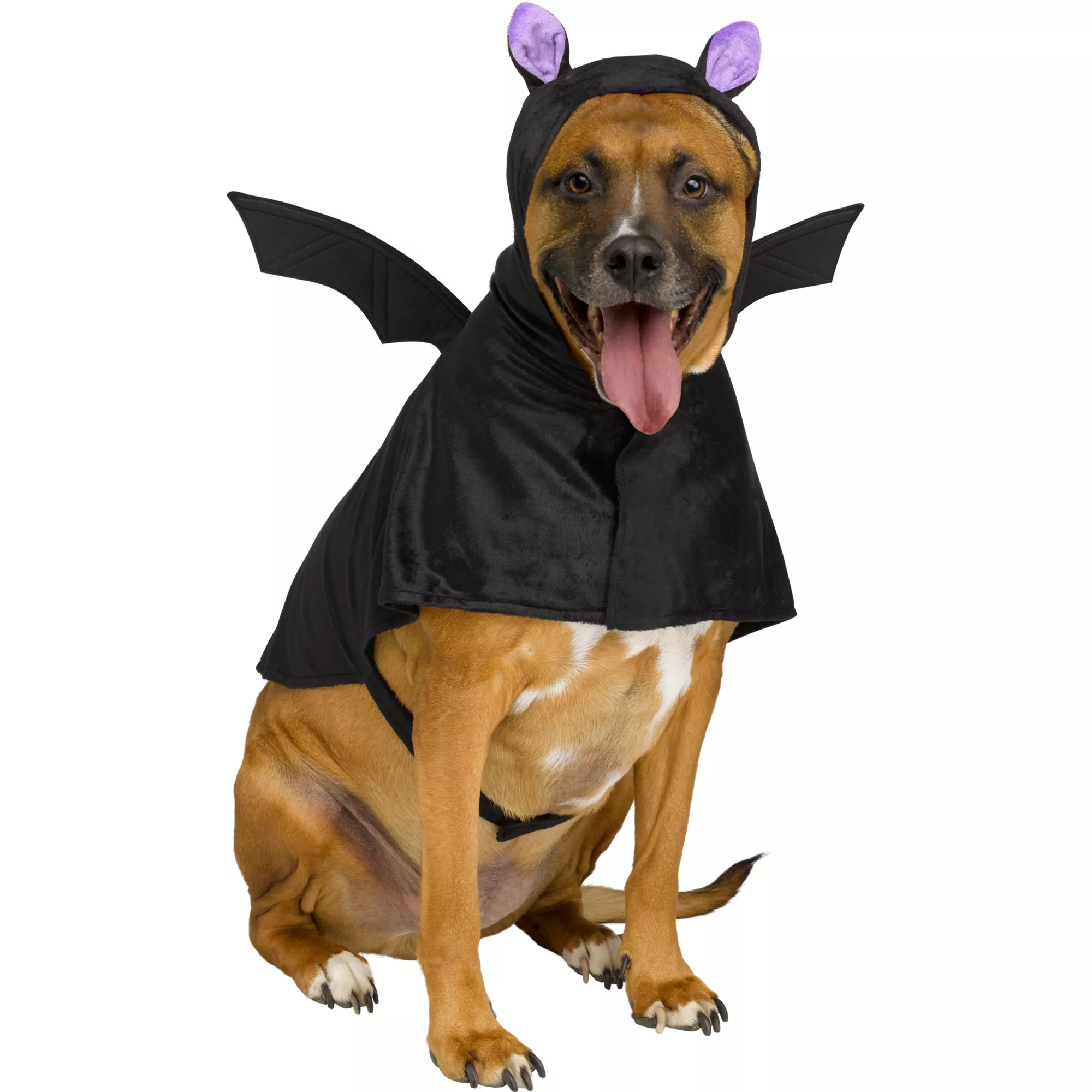 Bat Pet Costume at Spencer's