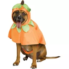 Pumpkin Pet Costume at Spencer's