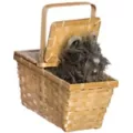 Toto in a Basket - The Wizard of Oz at Spirit Halloween