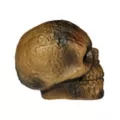 Burnt Skull at Spencer's