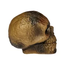Burnt Skull at Spencer's