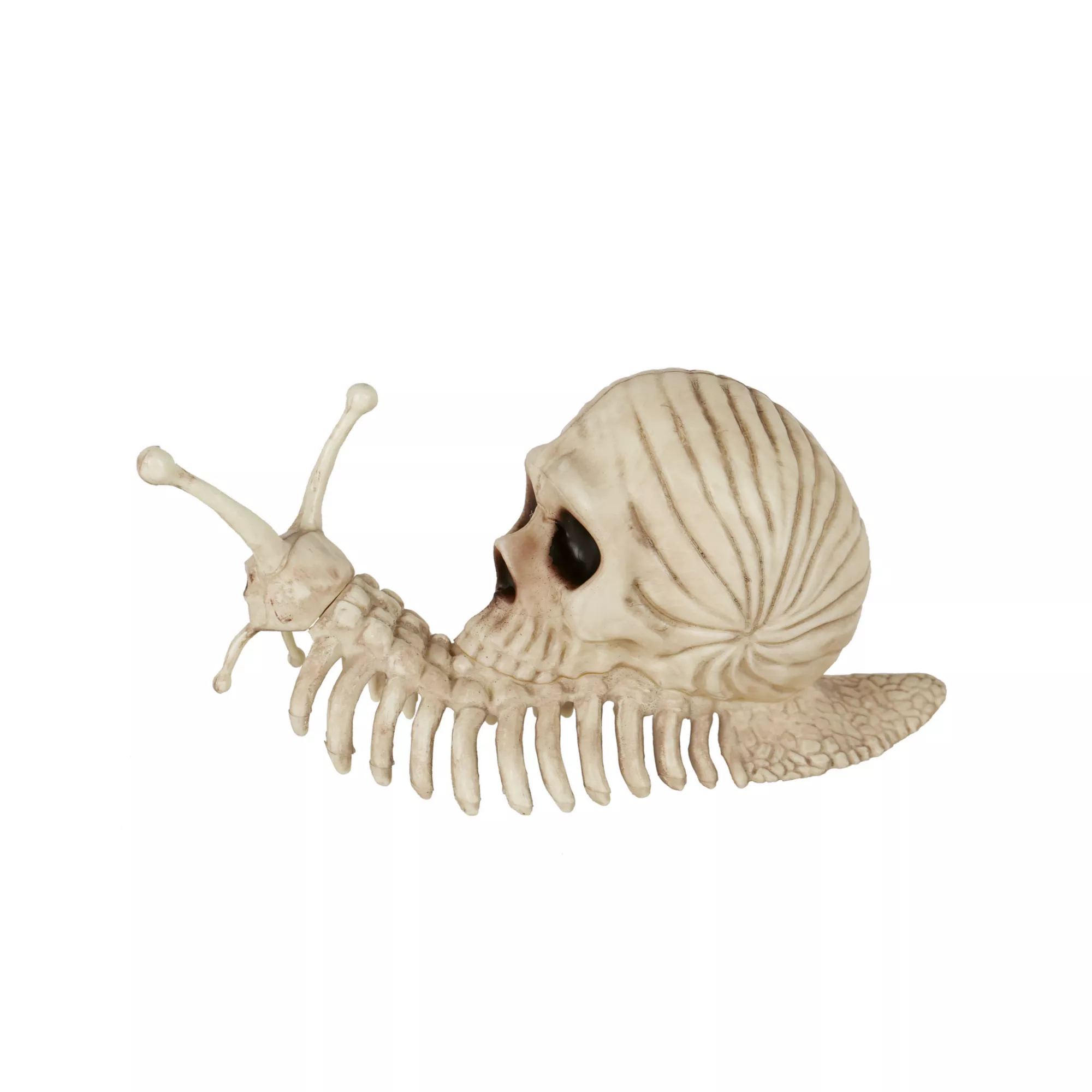 Skeleton Skull Snail at Spencer's