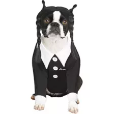 Wednesday Addams Pet Costume - The Addams Family at Spirit Halloween