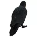 Creepy Crow at Spirit Halloween