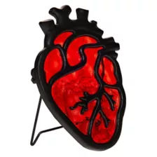 Anatomical Heart Suncatcher at Spencer's