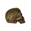 Wrapped Skull Decoration at Spencer's
