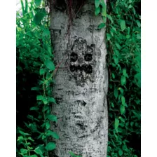 Spooky Tree Face at Spirit Halloween